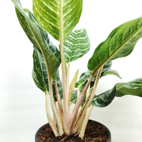 Buy online Aglaonema Moonlight Bay (Pink Stem) - Plant from Nursery Nisarga