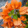 Buy Bougainvillea Plant Orange flower from nursery nisarga