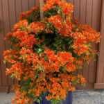 Buy Bougainvillea Plant Orange flower from nursery nisarga