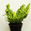 Buy Asplenium Lasagna from Nursery Nisarga