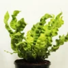 Buy Asplenium Lasagna from Nursery Nisarga