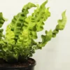 Buy Asplenium Lasagna from Nursery Nisarga