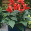 Buy Canna Lily "African Arrowroot" - plant Nursery Nisarga