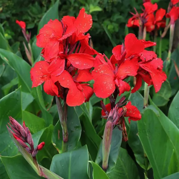 Buy Canna Lily "African Arrowroot" - plant Nursery Nisarga