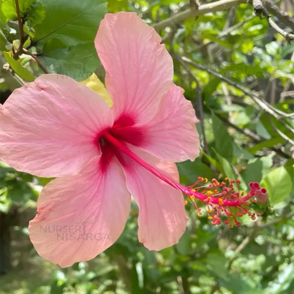 Buy Hibiscus light pink (Desi) - Plant from Nursery nisarga