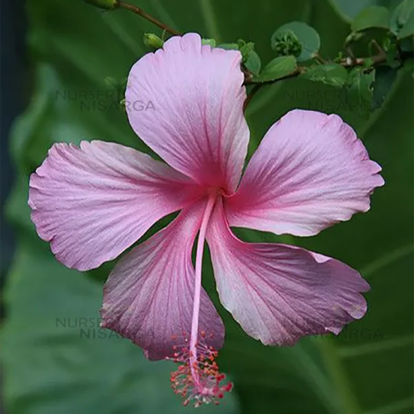 Buy Hibiscus light pink (Desi) - Plant from Nursery nisarga
