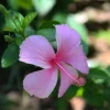 Buy Hibiscus light pink (Desi) - Plant from Nursery nisarga