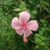 Buy Hibiscus light pink (Desi) - Plant from Nursery nisarga