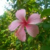 Buy Hibiscus light pink (Desi) - Plant from Nursery nisarga