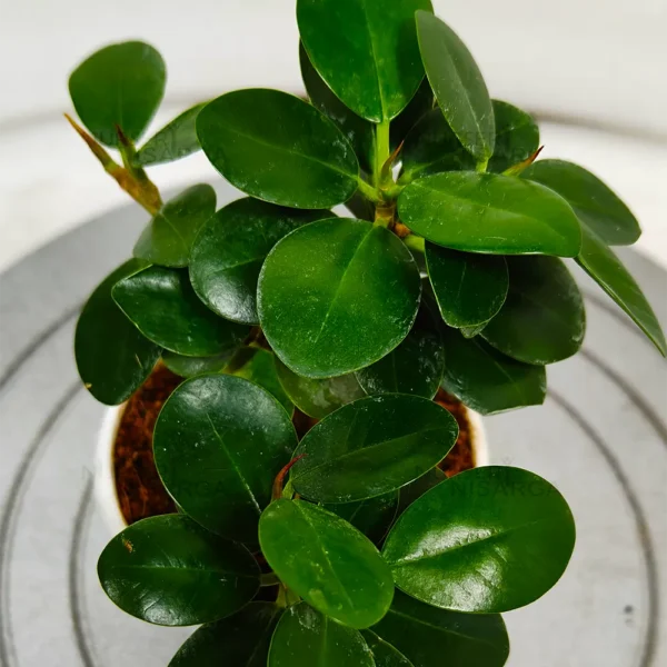 Buy Dwarf Ficus Island "Microcarpa" - Plant from Nursery Nisarga