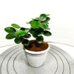 Buy Dwarf Ficus Island "Microcarpa" - Plant from Nursery Nisarga