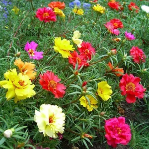 Buy Moss Rose, 'Pack of 6' (Multi color) - plant from Nursery Nisarga