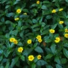 Buy Wedelia "Sphagneticola Trilobata" - Plant from Nursery Nisarga