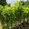 Buy Bignonia Megapotamica (Vitex megapotamica )- Plant From Nursery Nisarga