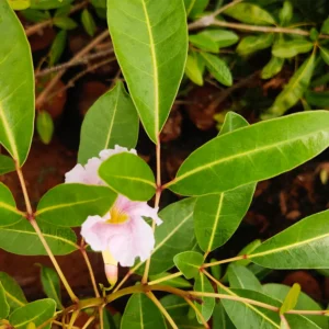Buy Bignonia Megapotamica (Vitex megapotamica )- Plant From Nursery Nisarga