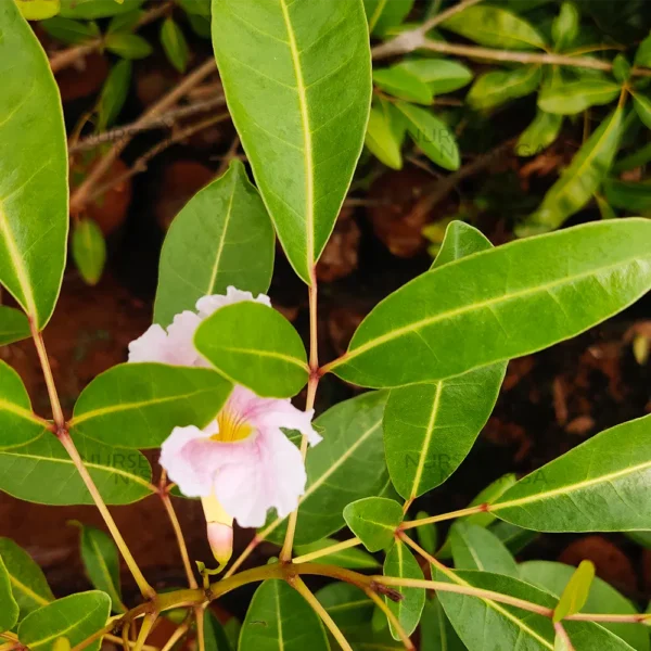 Buy Bignonia Megapotamica (Vitex megapotamica )- Plant From Nursery Nisarga