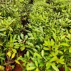 Buy Bignonia Megapotamica (Vitex megapotamica )- Plant From Nursery Nisarga