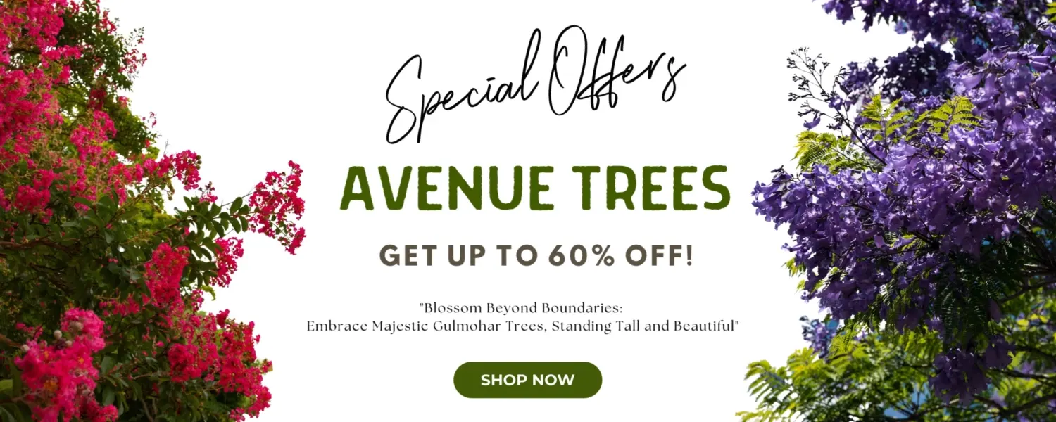 Special offer for Avenue Trees. Buy Flowering trees on the 60% off on yoor purchase from Nursery Nisarga .