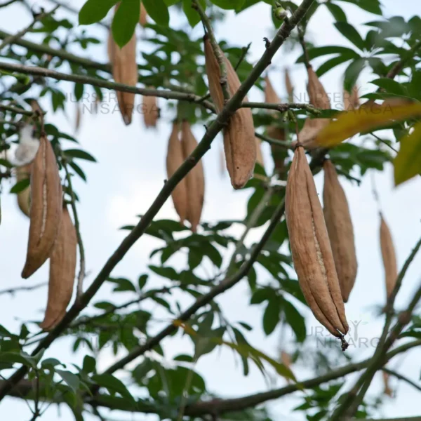 Buy Kapok (Ceiba pentandra) from Nursery Nisarga