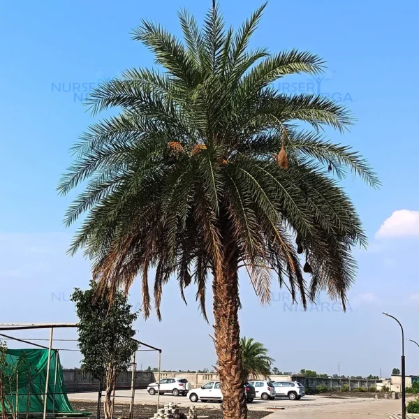 Buy Date Palm (Phoenix dactylifera) from Nursery Nisarga