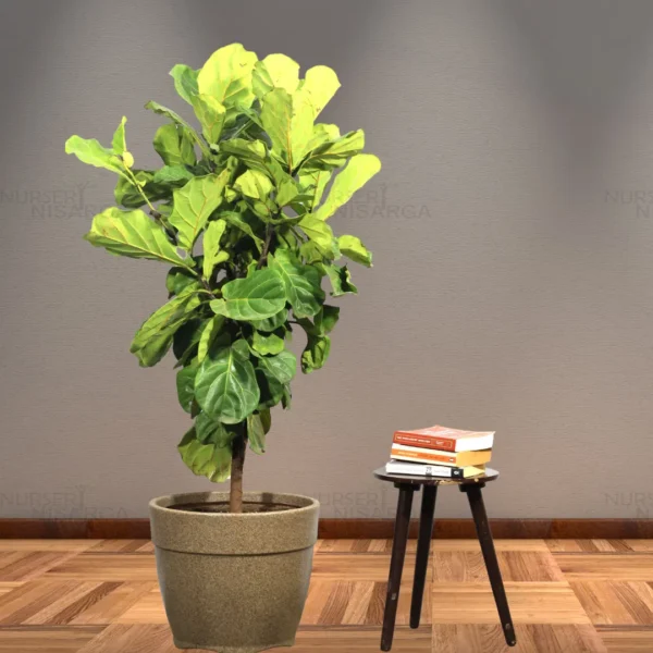 Buy Ficus Lyrata | Fiddle Leaf Fig- Plant From Nursery Nisarga