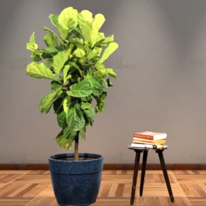 Buy Ficus Lyrata | Fiddle Leaf Fig- Plant From Nursery Nisarga