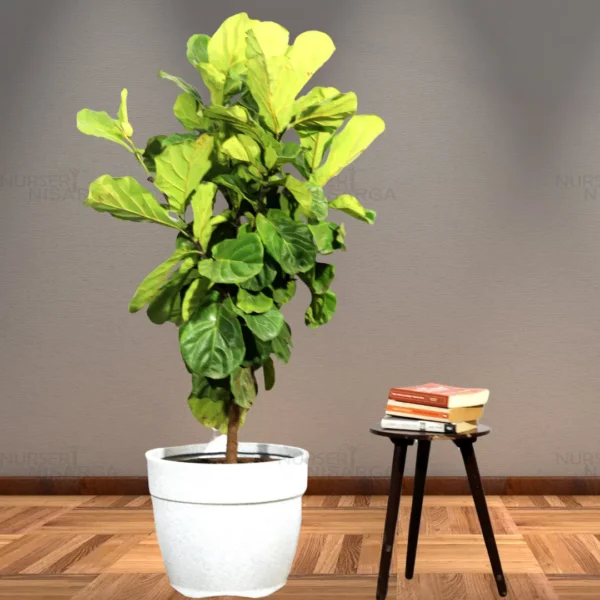 Buy Ficus Lyrata | Fiddle Leaf Fig- Plant From Nursery Nisarga