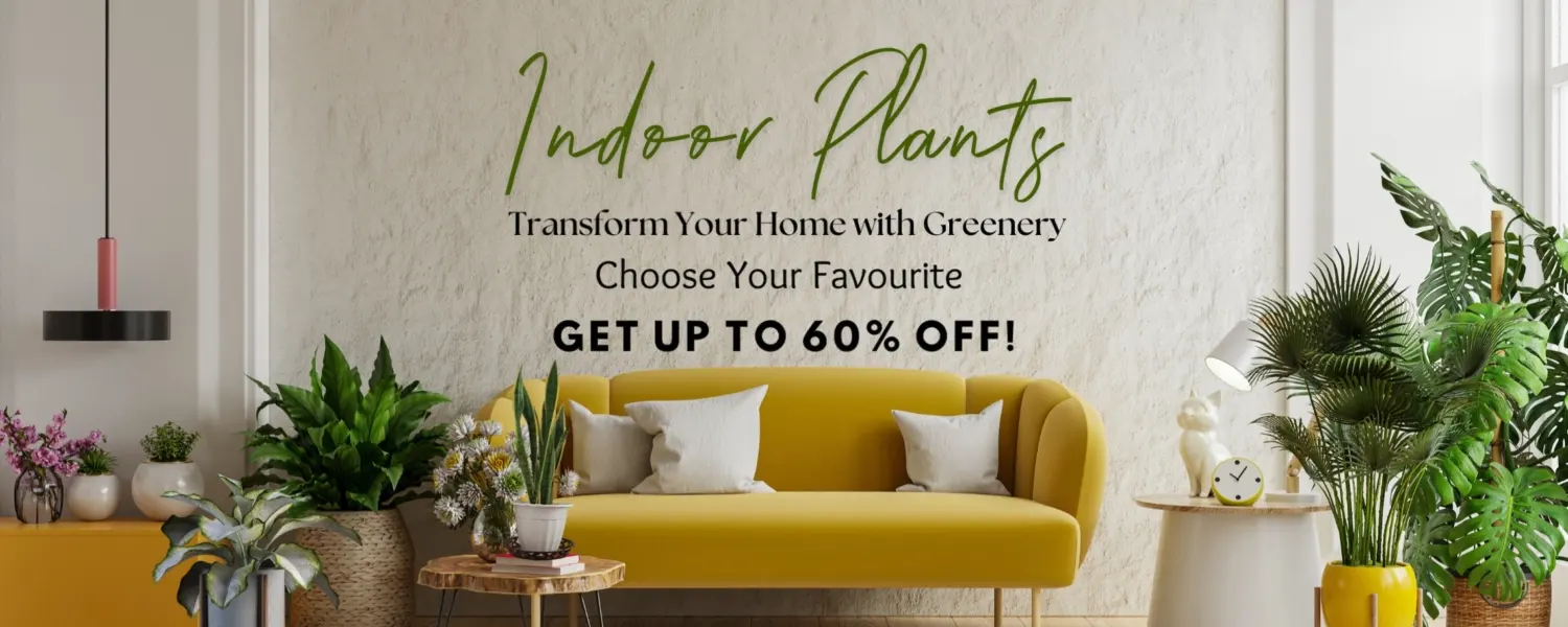 Indoor Plants To Transform Your space by Nursery Nisarga