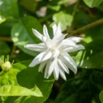 Buy Jasmine Sambac Madan Mogra - Plant from Nursery Nisarga