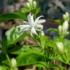 Buy Jasmine Sambac Madan Mogra - Plant from Nursery Nisarga