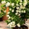 Buy Jasmine Sambac Madan Mogra - Plant from Nursery Nisarga