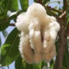 Buy Kapok (Ceiba pentandra) from Nursery Nisarga