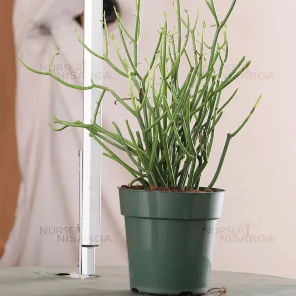 Buy Pencil Cactus (Euphorbia tirucalli)- Plant from Nursery Nisarga