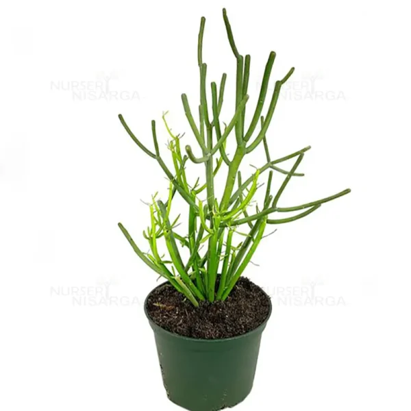 Buy Pencil Cactus (Euphorbia tirucalli)- Plant from Nursery Nisarga
