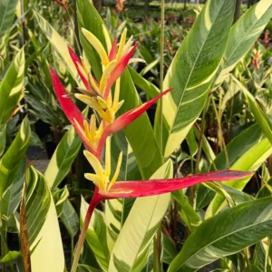 Buy Variegated Heliconia, 'Lady Di',Heliconia psittacorum- Plant From Nursery Nisarga