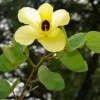 Buy Yellow Bauhinia tomentosa- Plant From Nursery Nisarga