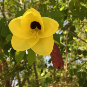 Buy Yellow Bauhinia tomentosa- Plant From Nursery Nisarga