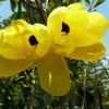 Buy Yellow Bauhinia tomentosa- Plant From Nursery Nisarga