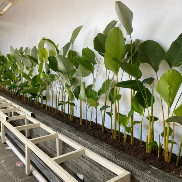 Buy Calathea lutea "Cigar calathea" - Plant From Nursery Nisarga