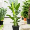 Buy Bird of Paradise XL "Strelitzia reginae" -Plant from nursery nisarga