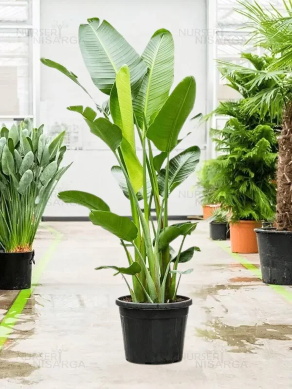 Buy Bird of Paradise XL "Strelitzia reginae" -Plant from nursery nisarga