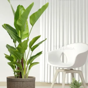 Buy Bird of Paradise XL "Strelitzia reginae" -Plant from nursery nisarga