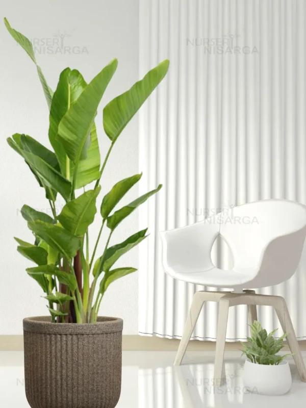Buy Bird of Paradise XL "Strelitzia reginae" -Plant from nursery nisarga