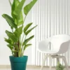 Buy Bird of Paradise XL "Strelitzia reginae" -Plant from nursery nisarga