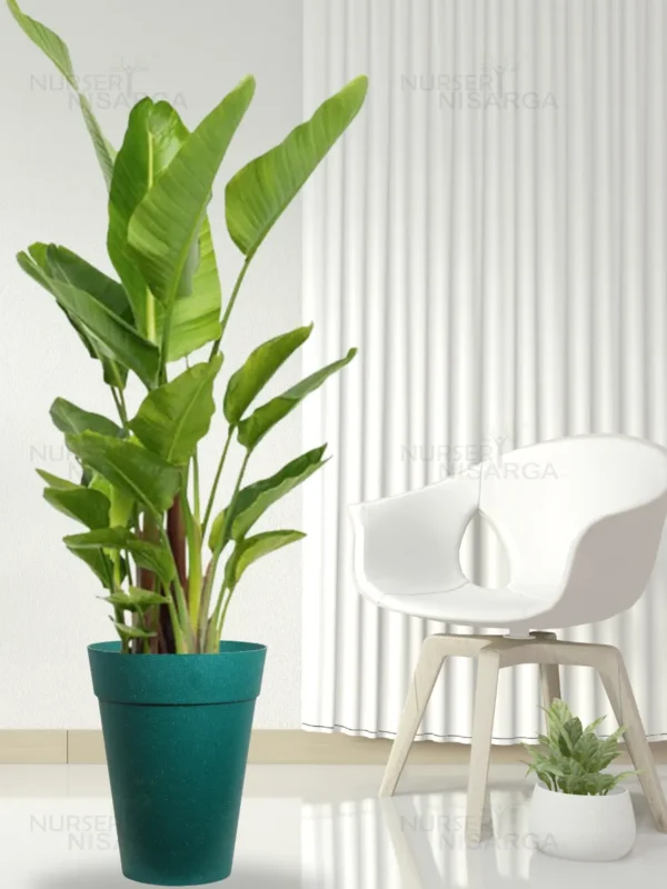 Buy Bird of Paradise XL "Strelitzia reginae" -Plant from nursery nisarga
