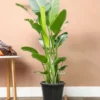 Buy Bird of Paradise XL "Strelitzia reginae" -Plant from nursery nisarga