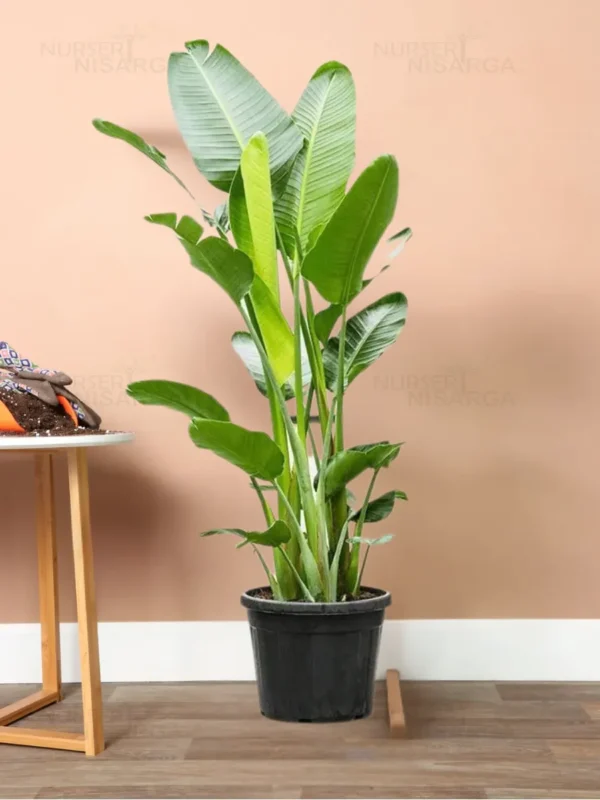 Buy Bird of Paradise XL "Strelitzia reginae" -Plant from nursery nisarga
