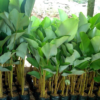 Buy Calathea lutea "Cigar calathea" - Plant From Nursery Nisarga