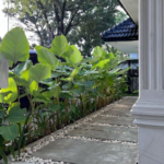 Buy Calathea lutea "Cigar calathea" - Plant From Nursery Nisarga