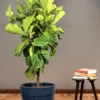 Buy Ficus Lyrata | Fiddle Leaf Fig- Plant From nursery nisarga